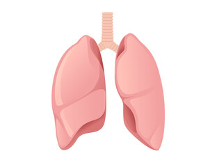 Human Lungs cartoon design human anatomy organ vector illustration on white background