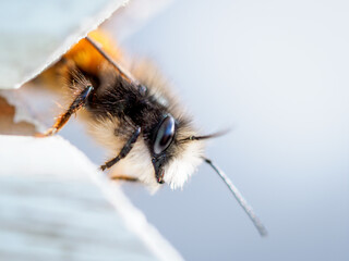 Biene sitzt an einer Gartenhütte