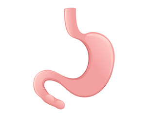 Human Stomach cartoon design human anatomy organ vector illustration on white background
