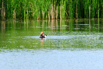 birds on a pond in summer
