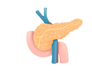 Human Pancreas cartoon design human anatomy organ vector illustration on white background - obrazy, fototapety, plakaty