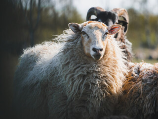 Schafe auf einer Weide