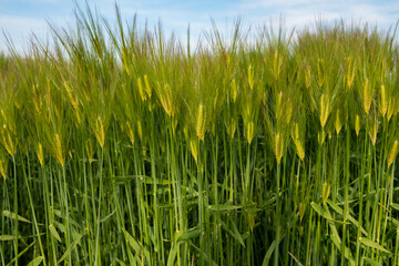 Fresh ears of young green wheat