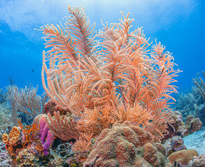 Caribbean coral garden, roatan