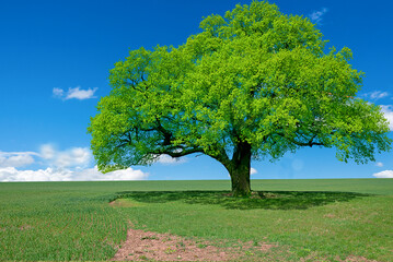 Fototapeta na wymiar Grüner Baum steht in der Landschaft im Frühling