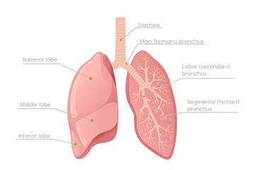 Human Lungs cartoon design human anatomy organ vector illustration on white background