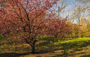 Central Park in spring