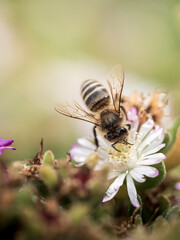 Biene beim Sammeln von Blütenstaub