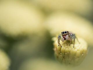 Springspinne auf gelber Blume