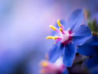 Foto auf Glas Blaue Blume mit blauem Bokeh © PhanThomas