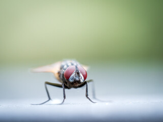 Fliege in der Nahaufnahme