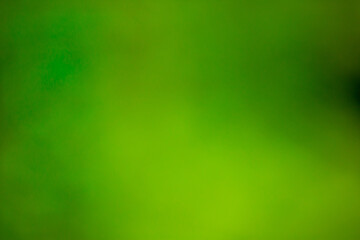 green bokeh out of focus background from nature forest