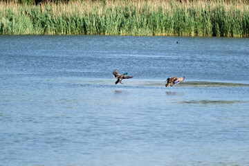 birds are running over the water