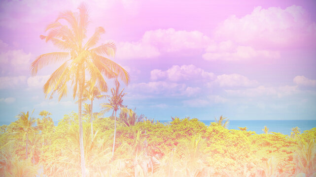 The baner tropical at the  Summer Vintge Palm Trees Vintage - cloud sky summer tropical summer image background