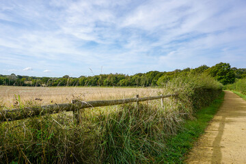countryside landscape with wooden fence and crop field. Rural pathway alongside farmland in England UK. 