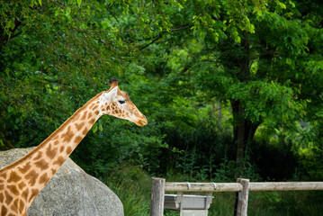Africa savanna giraffe, head, nature. Giraffe in front of some green trees. giraffes at the zoo. 