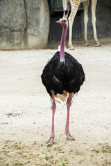 Solo ostrich walking in african savannah. Soft focus of an ostrich at a farm on a sunny day. 