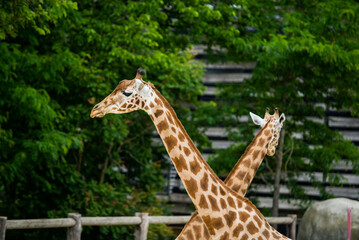 Africa savanna giraffe, head, nature. Giraffe in front of some green trees. giraffes at the zoo. 