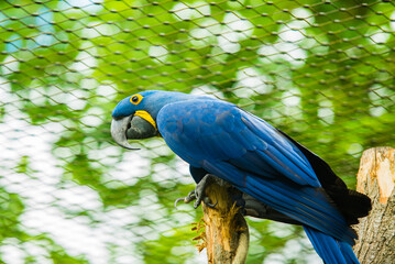 Parrot macaw. Parrot on a branch. Beautiful Scarlet Macaw (Ara macao) perching on the branch with nice green leafs in background. 