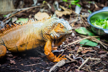 The Red Iguana(Iguana iguana) closeup image. American iguana is a lizard reptile in the genus Iguana in the iguana family.