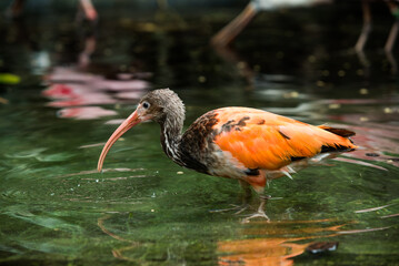 Close-up, red ibis in the wild on a blurred background, a bird with red feathers.