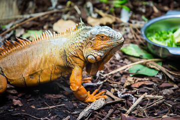 The Red Iguana(Iguana iguana) closeup image. American iguana is a lizard reptile in the genus Iguana in the iguana family.