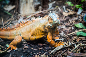 The Red Iguana(Iguana iguana) closeup image. American iguana is a lizard reptile in the genus Iguana in the iguana family.