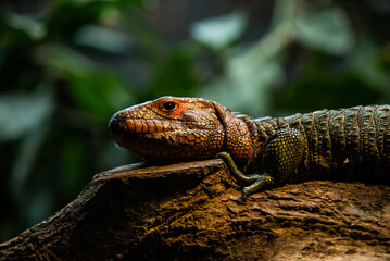 Lizard sits on a branch against the backdrop of the jungle. 