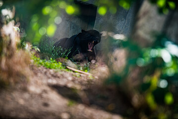 A black panther is the melanistic color variant of any big cat species. Black panthers in Asia and...