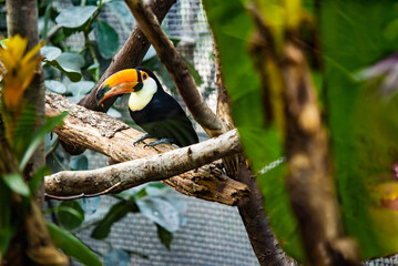 Toco toucan or Ramphastos toco sits on branch. Colorful tucan in the wild. 