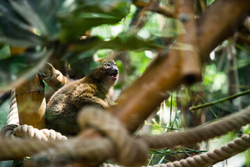 A Portrait of a bamboo lemur in its natural environment. Greater Bamboo Lemur (Hapalemur simus). Critically endangered and endemic to southeastern Madagascar. 