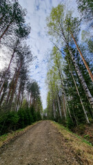road in the forest