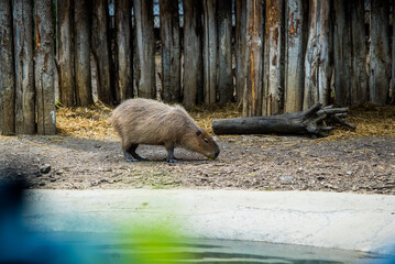 Capybara. Portrait of one single smiling capybara, sitting on the grass. 
