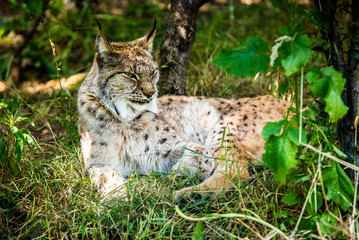 Obraz premium Lynx in the wild lies among the green forest. Wild lynx close portrait. Background of green leafs and trees out of focus due to shallow depth of field. Beautiful animal, face portrait. Wildlife scene.