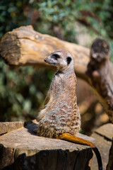 Portrait of Meerkat Suricata suricatta, African native animal, small carnivore belonging to the...
