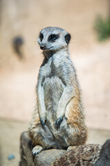 Portrait of Meerkat Suricata suricatta, African native animal, small carnivore belonging to the mongoose family. standing on guard. cute meerkat. 