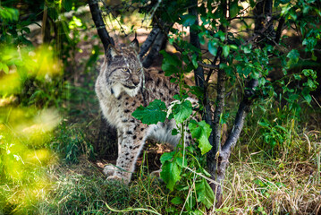 Fototapeta na wymiar Lynx in the wild lies among the green forest. Wild lynx close portrait. Background of green leafs and trees out of focus due to shallow depth of field. Beautiful animal, face portrait. Wildlife scene.
