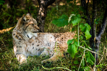 Lynx in the wild lies among the green forest. Wild lynx close portrait. Background of green leafs and trees out of focus due to shallow depth of field. Beautiful animal, face portrait. Wildlife scene.