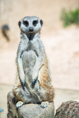 Portrait of Meerkat Suricata suricatta, African native animal, small carnivore belonging to the mongoose family. standing on guard. cute meerkat. 