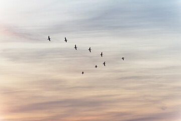 Migratory birds flying in the shape of v on the soft and blur pastel colored sky background. gradient clouds on the beach resort. nature. sunrise.  peaceful morning.Instagram toned style