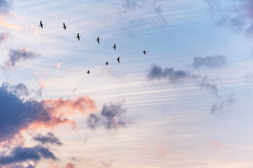 Migratory birds flying in the shape of v on the soft and blur pastel colored sky background. gradient clouds on the beach resort. nature. sunrise.  peaceful morning.Instagram toned style