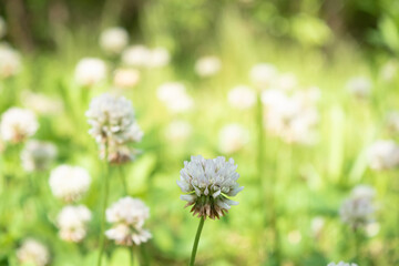 clover field in bloom