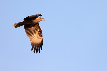 A fish eagle soars above a lake looking for prey.