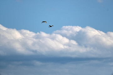 Naklejka na ściany i meble storks in the sky together flying