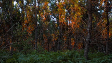 Couleurs automnales dans la forêt des Landes de Gascogne
