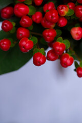 berries on a branch