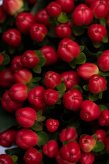 close up of a currant. Spring time. 