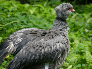 Brown Swan bird standing on grass ground in Park