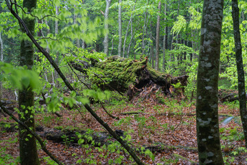 白神山地400年ブナ倒木