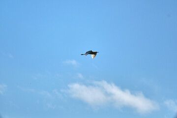 storks in the sky together flying